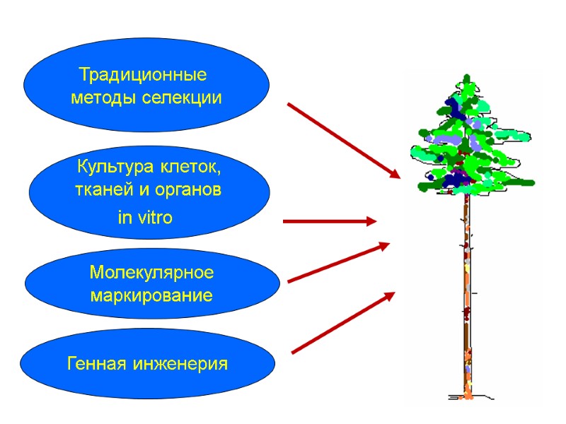 Традиционные  методы селекции Культура клеток,  тканей и органов  in vitro 